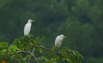 Bubulcus ibis coromandus 黃頭鷺