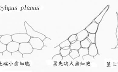 Heteroscyphus planus (Mitt.) Schiffn. 平葉異萼蘚