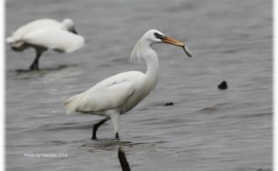 Egretta eulophotes (Swinhoe, 1860) 唐白鷺