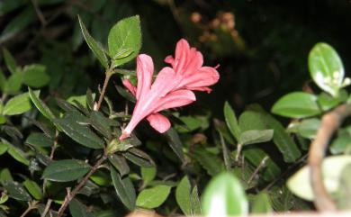 Rhododendron simsii Planch. 唐杜鵑