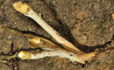 Ophiocordyceps sobolifera (Hill ex Watson) G.H. Sung, J.M. Sung, Hywel-Jones & Spatafora 蟬花蟲草