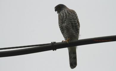 Accipiter trivirgatus formosae 鳳頭蒼鷹