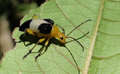 Rhondia formosa Matsushita, 1931 蓬萊角肩花天牛