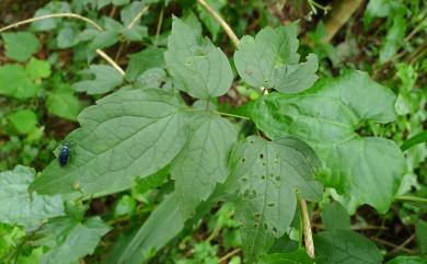 Clematis grata 串鼻龍