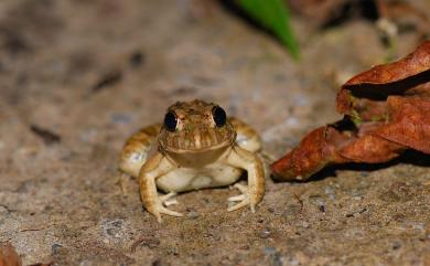 Fejervarya limnocharis (Gravenhorst, 1829) 澤蛙