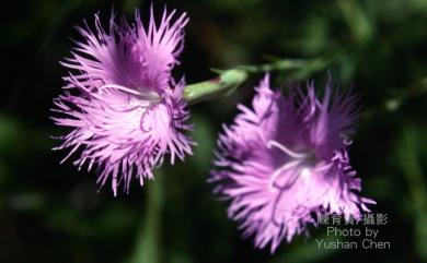 Dianthus pygmaeus Hayata 玉山石竹