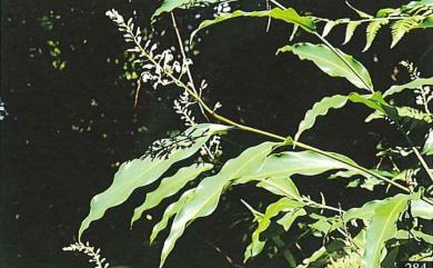 Alpinia intermedia Gagnep. 山月桃