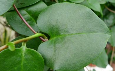 Anredera cordifolia 洋落葵