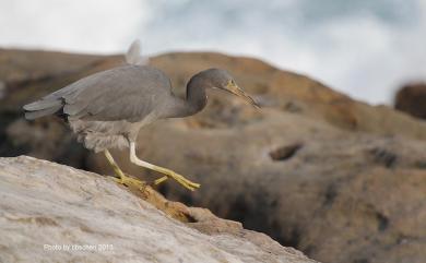 Egretta sacra sacra (J. F. Gmelin, 1789) 岩鷺