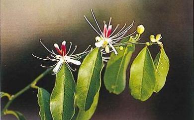 Capparis micracantha var. henryi (Matsum.) Jacobs 小刺山柑