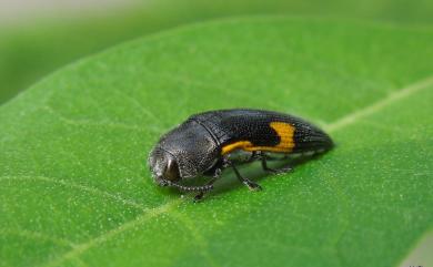 Acmaeodera luzonica volkovitshi 黃星方肩吉丁蟲