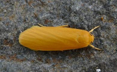 Danielithosia immaculata (Butler, 1880)