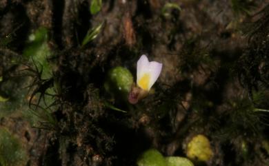 Utricularia striatula 圓葉挖耳草