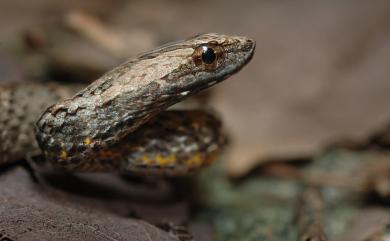 Psammodynastes pulverulentus Boie, 1827 茶斑蛇