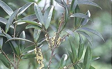 Eurya strigillosa Hayata 粗毛柃木