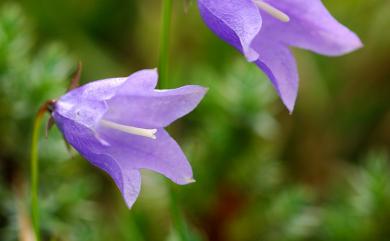 Adenophora morrisonensis subsp. uehatae 高山沙參