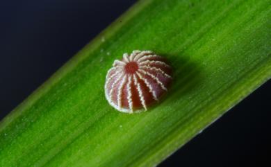 Suastus gremius (Fabricius, 1798) 黑星弄蝶