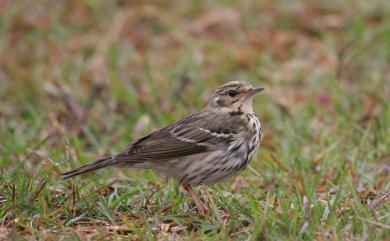 Anthus hodgsoni hodgsoni (Richmond, 1907) 樹鷚(指名亞種)