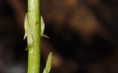 Asparagus cochinchinensis 天門冬