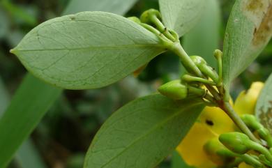 Hypericum geminiflorum Hemsl. 雙花金絲桃