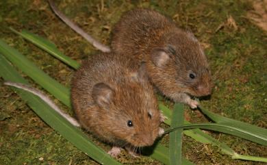 Microtus kikuchii (Kuroda, 1920) 臺灣高山田鼠