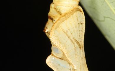 Neptis nata lutatia Fruhstorfer, 1913 細帶環蛺蝶