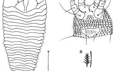 Tegonotus aegopodii (Liro), 1941 柃木頂背節蜱