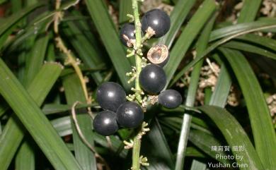 Liriope platyphylla 闊葉麥門冬