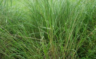 Paspalum urvillei Steud. 吳氏雀稗