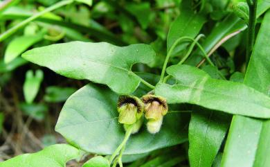 Aristolochia kaempferi 大葉馬兜鈴