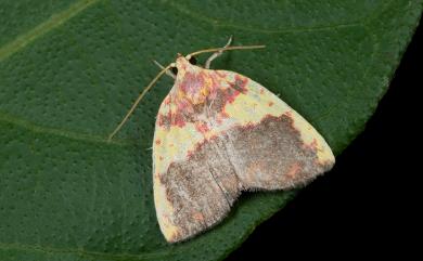 Siglophora sanguinolenta (Moore, 1888) 內黃血斑瘤蛾