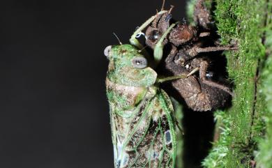 Platypleura kaempferi (Fabricius, 1794) 蟪蛄