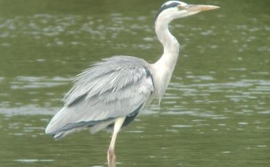 Ardea cinerea jouyi 蒼鷺