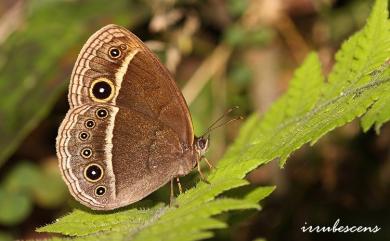 Mycalesis kagina Fruhstorfer, 1908 嘉義眉眼蝶