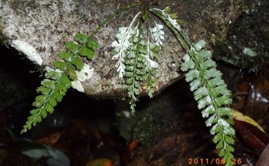 Asplenium yoshinagae Makino 斜葉鐵角蕨