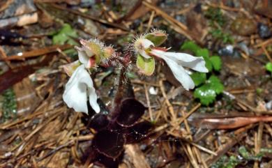 Odontochilus elwesii 紫葉齒唇蘭