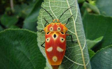 Cantao ocellatus (Thunberg, 1784) 角盾蝽