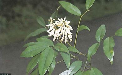 Euchresta formosana 臺灣山豆根