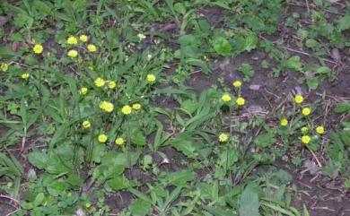 Youngia japonica subsp. japonica (L.) DC. 1838 黃鵪菜