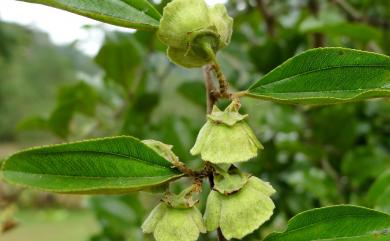 Paliurus ramosissimus 馬甲子