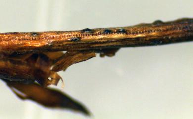 Sphaeropsis sapinea (Fr.) Dyko & B. Sutton 1980 松色二孢菌