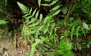 Metathelypteris adscendens (Ching) Ching 微毛凸軸蕨