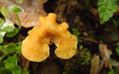 Cantharellus minor Peck 小雞油菌