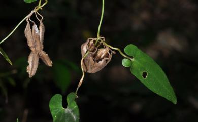 Aristolochia foveolata 蜂窩馬兜鈴