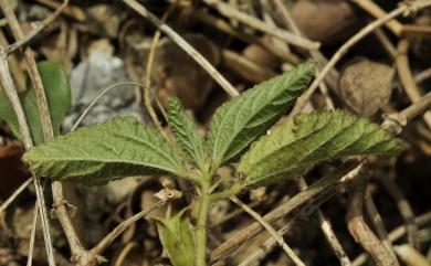 Corchorus aestuans var. brevicaulis (Hosok.) T.S. Liu & H.C. Lo 短莖繩黃麻