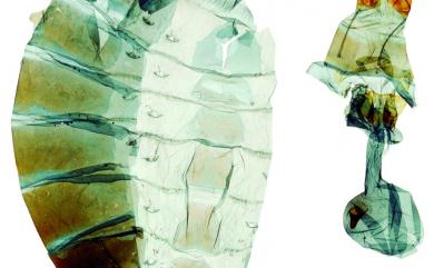 Graphium sarpedon connectens 青鳳蝶