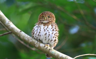 Taenioptynx brodiei pardalotus (Swinhoe, 1863) 鵂鶹