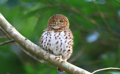 Glaucidium brodiei pardalotum (Swinhoe, 1863) 鵂鶹