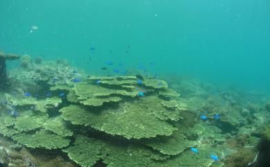 Acropora hyacinthus (Dana, 1846) 桌形軸孔珊瑚