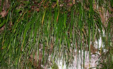 Haplopteris anguste-elongata (Hayata) E.H.Crane 姬書帶蕨